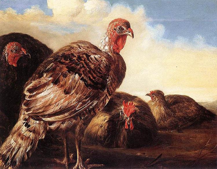 CUYP, Aelbert Domestic Fowl oil painting image